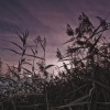 Reaching for the Sky.jpg. Keywords: Andy Morley;